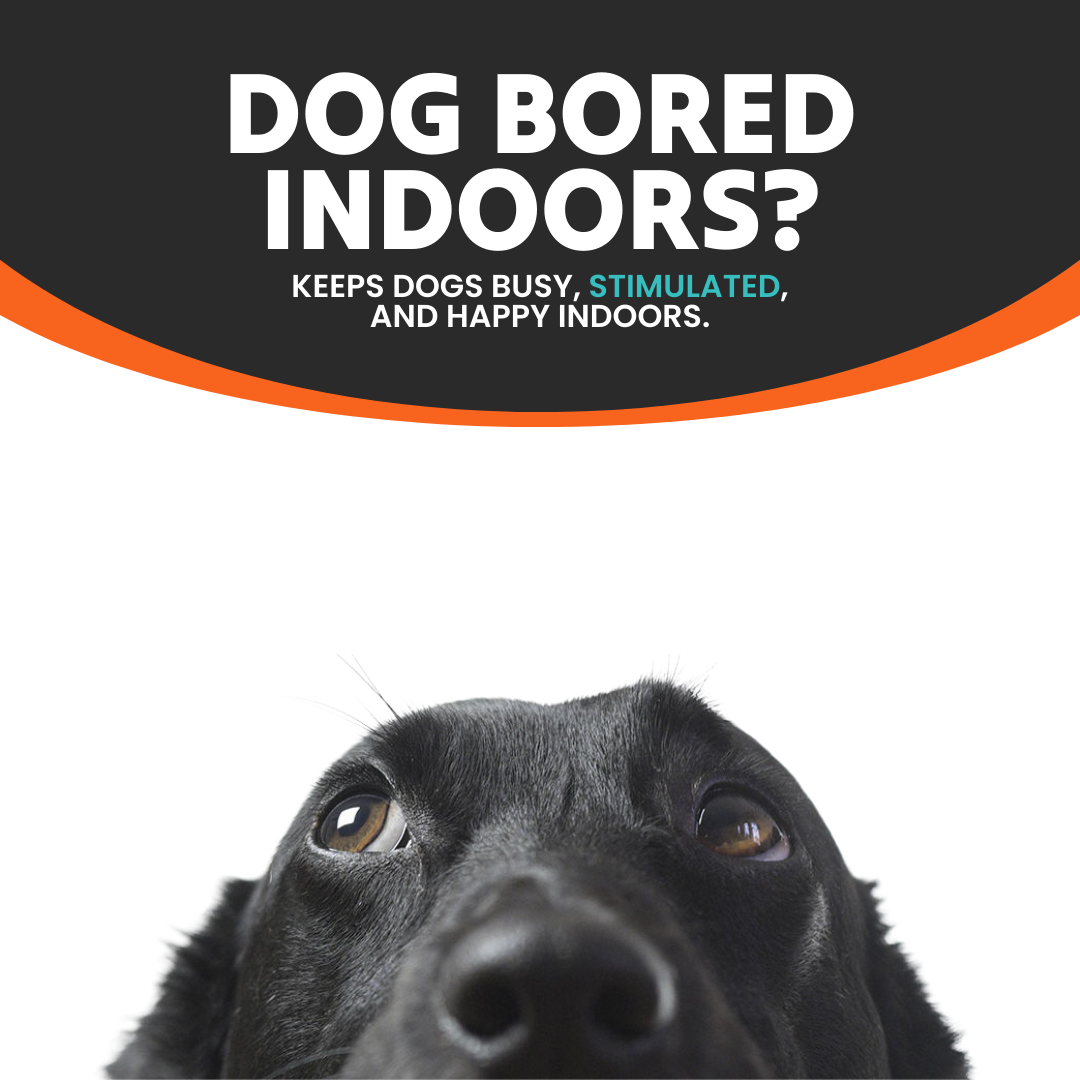 Paw Bounds™ Interactive Dog Puzzle Toy